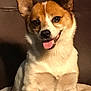 dog, pet, animal, canine, sitting, tongue_out, ears_up, brown_coat, white_coat, indoor, blanket, cute, friendly, fur, portrait, mammal, companion, domestic_animal, face, happy
