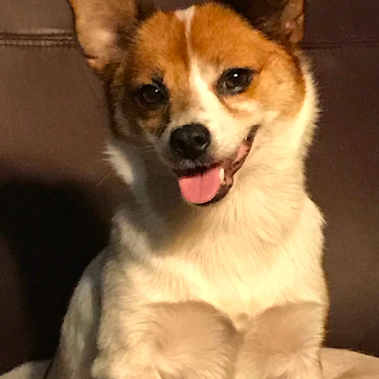 Roxy is registered to the contest to win money with this photo: animal, blanket, brown_coat, canine, companion, cute, dog, domestic_animal, ears_up, face, friendly, fur, happy, indoor, mammal, pet, portrait, sitting, tongue_out, white_coat