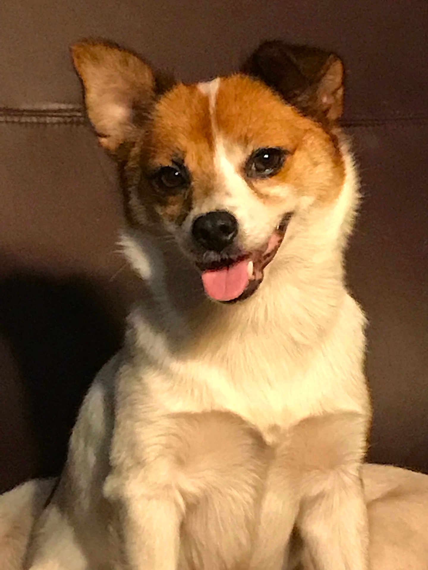 Roxy is registered to the contest to win money with this photo: dog, pet, animal, canine, sitting, tongue_out, ears_up, brown_coat, white_coat, indoor, blanket, cute, friendly, fur, portrait, mammal, companion, domestic_animal, face, happy