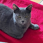 Appy participe au concours pour gagner de l'argent avec cette photo : animal, cat, comfort, cozy, cute, domestic_animal, ears, eyes, feline, fur, gray_cat, indoor, lying_down, mammal, pet, red_blanket, relaxation, resting, soft_texture, whiskers