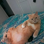 Minnie joined the competition — help win amazing prizes! animal, bed, bedspread, cat, cozy, cute, domestic_cat, ears, feline, fur, indoor, lying_down, orange_cat, patterned_bedspread, paw, pet, relaxed, tail, whiskers, white_cat