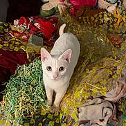 Marshmallow is registered to the contest to win money with this photo: cat, white_cat, pet, bed, plush_toys, shredded_paper, plastic_wrap, yellow_duck_prints, blankets, indoor, curious, looking_up, feline, animal, domestic, cute, messy, soft_toys, stuffed_animals, colorful