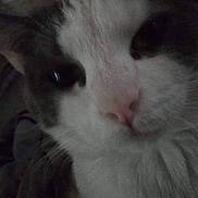 Floyd is registered to the contest to win money with this photo: animal, cat, close_up, curious, cute, dim_light, domestic_animal, eyes, face, feline, fur, gray, indoor, nose, pet, portrait, soft, whiskers, white