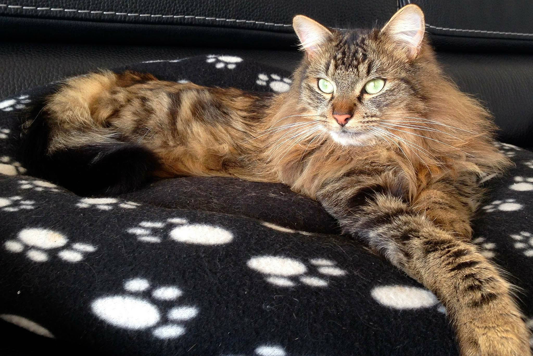 Mikao a rejoint le concours — aidez-le/la à gagner de superbes lots ! carnivore, cat, claw, comfort, domestic_short_haired_cat, fawn, felidae, fur, linens, maine_coon, nap, pattern, paw, sitting, small_to_medium_sized_cats, snout, tail, terrestrial_animal, whiskers, wildlife