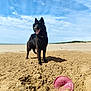 Turbine a rejoint le concours — aidez-le/la à gagner de superbes lots ! dog, black_dog, beach, sand, frisbee, blue_sky, clouds, sunny, outdoor, animal, pet, play, happy, tongue_out, collar, summer, vacation, nature, recreation, daytime