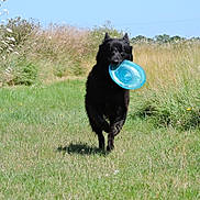 Turbine participe au concours pour gagner de l'argent avec cette photo : dog, black_dog, frisbee, grass, field, outdoor, running, sunlight, nature, blue_sky, playful, animal, pet, summer, greenery, happy, wildflowers, daytime, canine, active