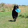 dog, black_dog, frisbee, grass, field, outdoor, running, sunlight, nature, blue_sky, playful, animal, pet, summer, greenery, happy, wildflowers, daytime, canine, active
