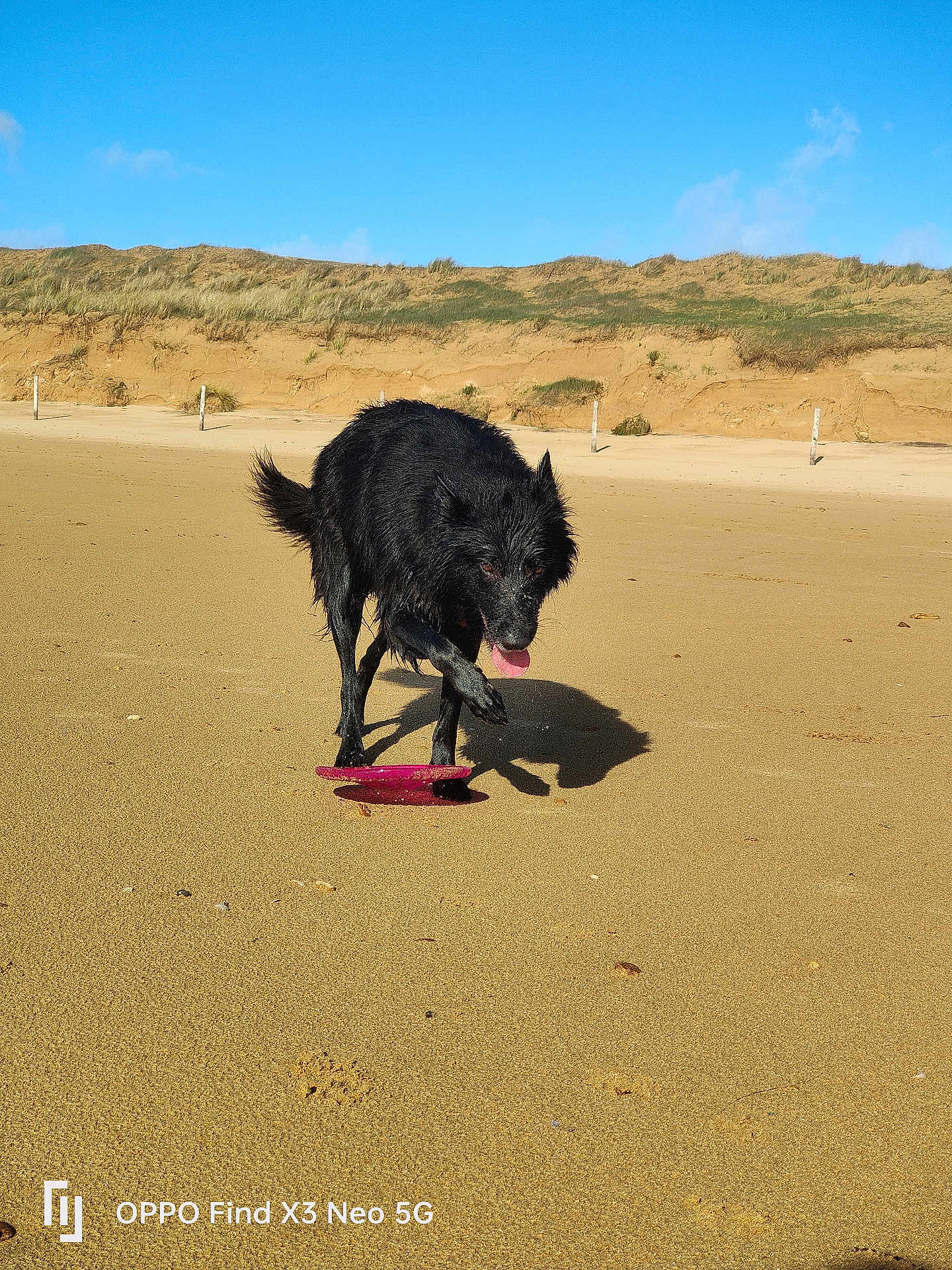 Turbine participe au concours pour gagner de l'argent avec cette photo : dog, black_dog, beach, sand, frisbee, wet_dog, outdoor, sunny, blue_sky, sand_dunes, grass, playing, animal, pet, tongue_out, shadow, daytime, nature, active, canine