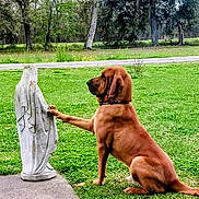 Snot is registered to the contest to win money with this photo: animal, brown_dog, calm, canine, dog, friendship, garden, grass, greenery, greeting, nature, outdoor, paw, peaceful, pet, sculpture, side_view, sitting, statue, tree