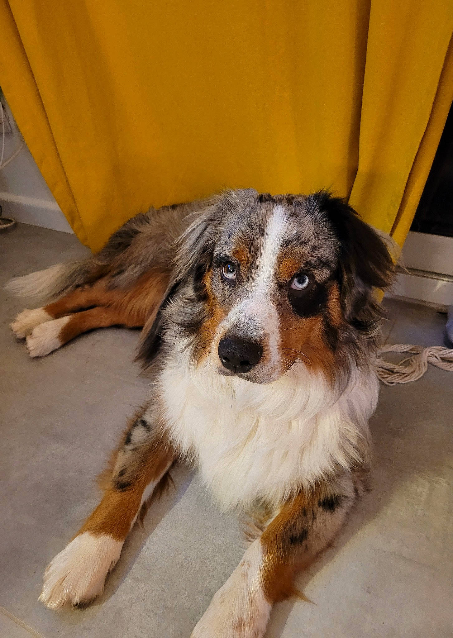 Théo a rejoint le concours — aidez-le/la à gagner de superbes lots ! canidae, carnivore, chair, companion_dog, curtain, dog, dog_breed, flooring, fur, snout, sporting_group, terrestrial_animal, toy_dog, whiskers, working_animal, working_dog