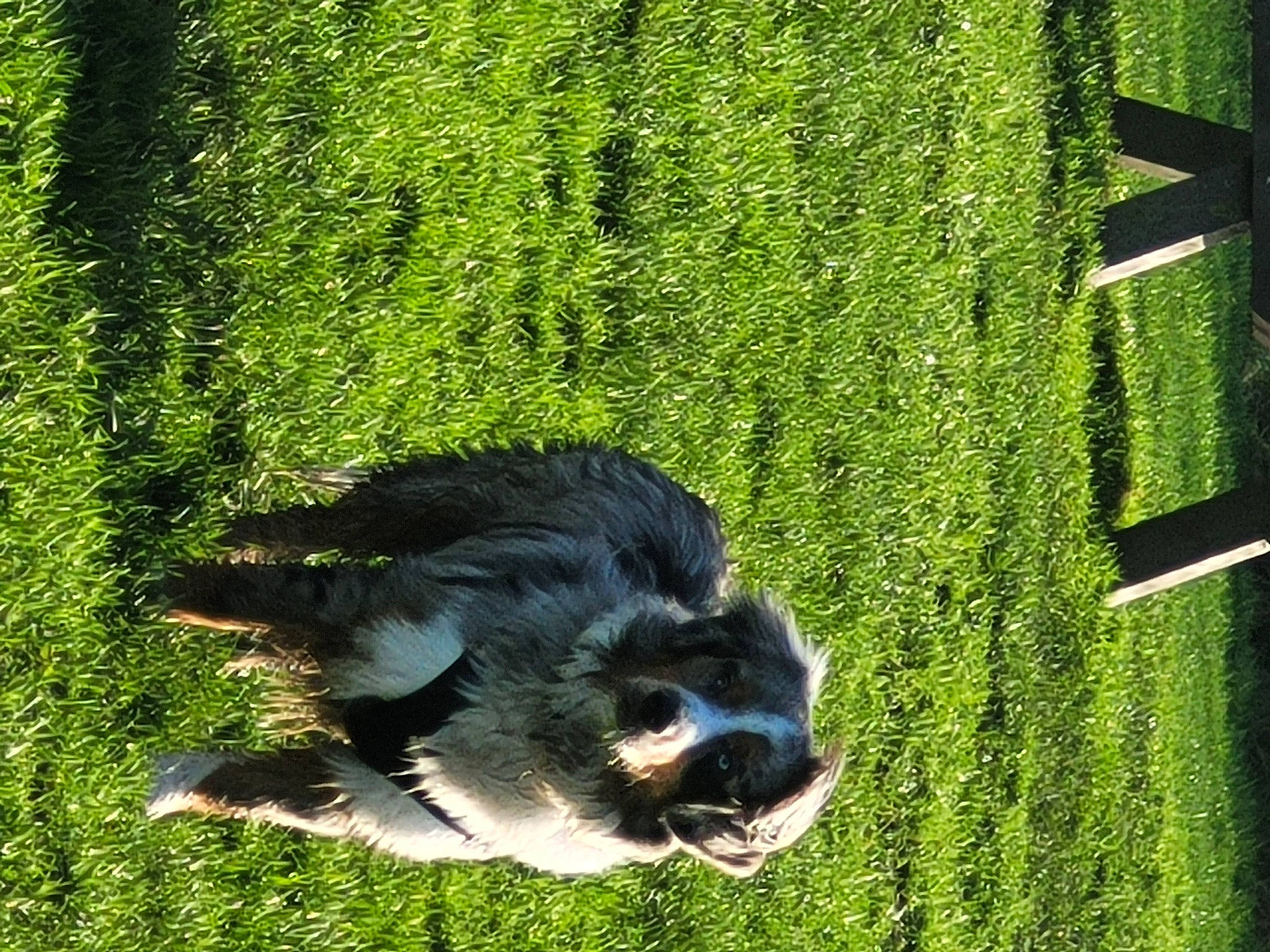 Théo a rejoint le concours — aidez-le/la à gagner de superbes lots ! canidae, carnivore, companion_dog, dog, dog_breed, grass, grass_family, grassland, green, groundcover, herding_dog, lawn, leaf, plant, rectangle, shrub, sporting_group, tail, terrestrial_animal, working_animal