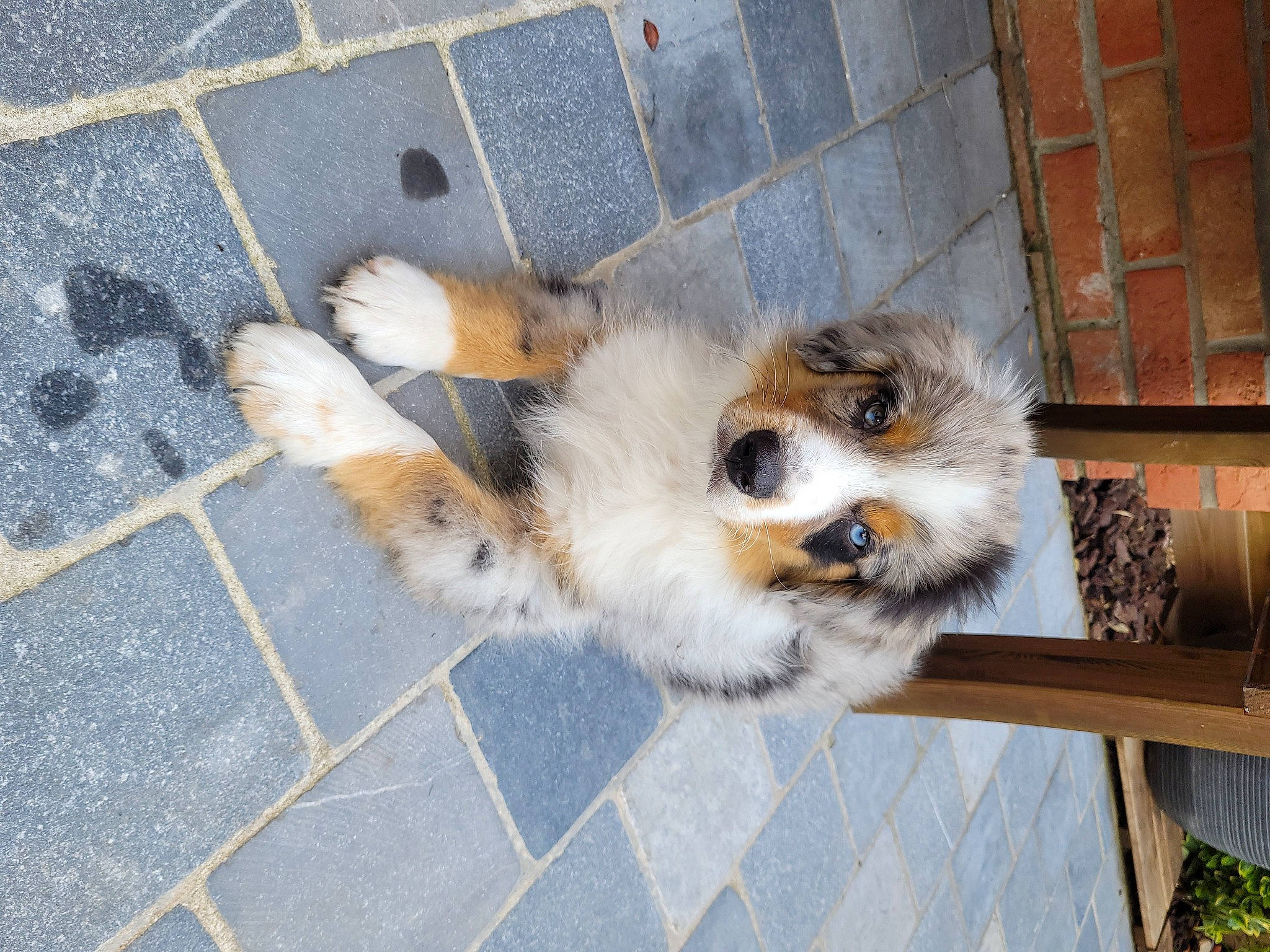 Théo participe au concours pour gagner de l'argent avec cette photo : brick, canidae, carnivore, cat, companion_dog, concrete, dog_breed, fawn, felidae, flooring, fur, paw, road_surface, small_to_medium_sized_cats, sporting_group, tail, terrestrial_animal, whiskers, window, wood