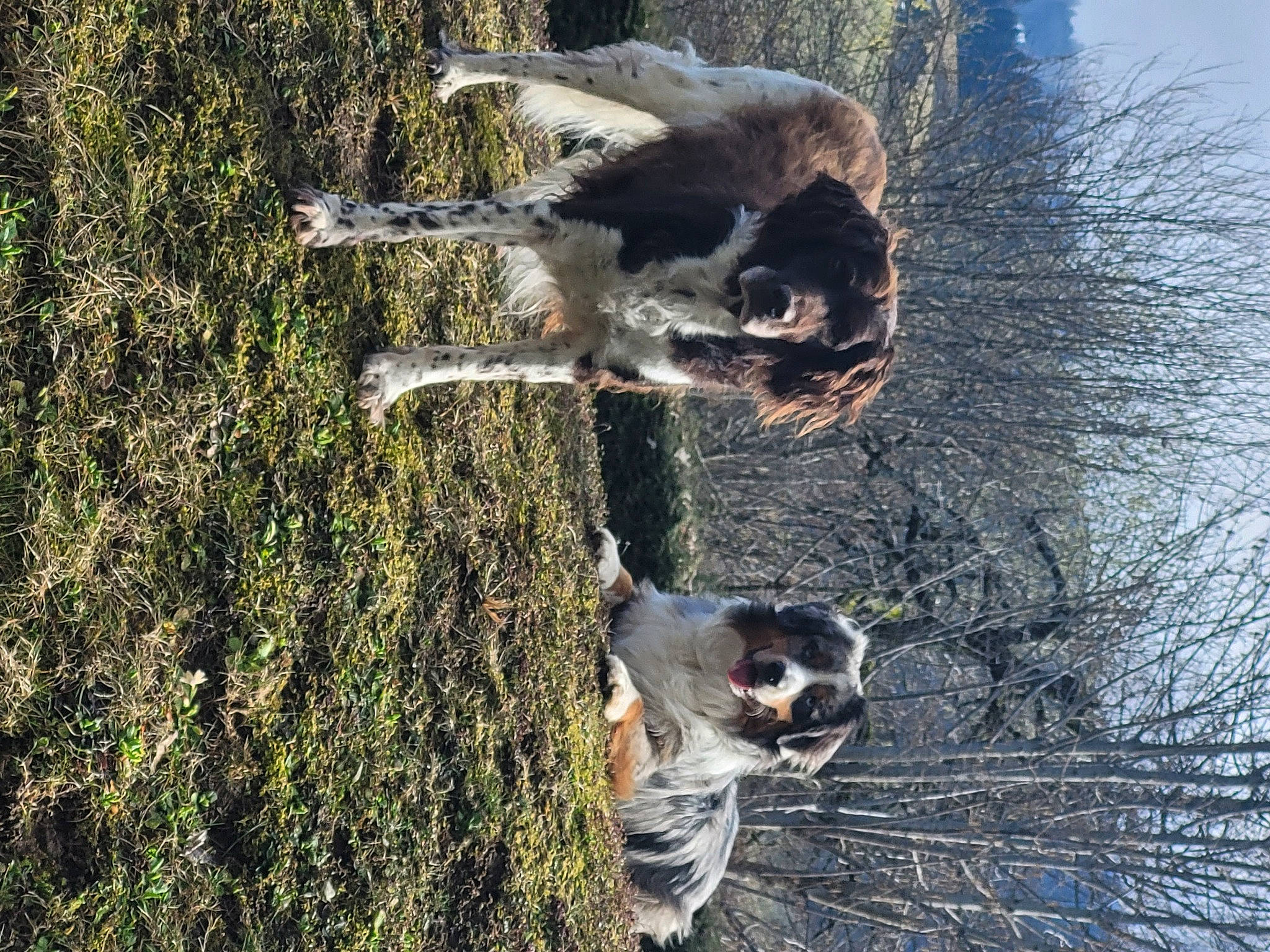 Théo a rejoint le concours — aidez-le/la à gagner de superbes lots ! biome, canidae, carnivore, dog, dog_breed, fawn, forest, fur, grass, plant, snout, sporting_group, tail, terrestrial_animal, tree, trunk, twig, water, wildlife, wood