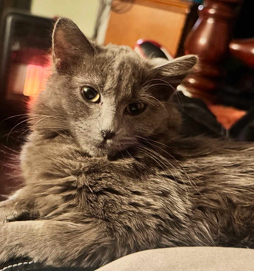 Nady is registered to the contest to win money with this photo: animal, cat, closeup, comfort, cozy, cute, eyes, feline, fluffy, fur, gray_fur, home, indoor, laying_down, pet, portrait, relaxed, warm_lighting, whiskers, wooden_furniture