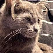 Nady joined the competition — help win amazing prizes! animal, blurred, candid, cat, close_up, companion, cozy, cute, domestic_animal, ears, feline, fur, gray_cat, indoor, person, pet, portrait, relaxed, striped_shirt, whiskers