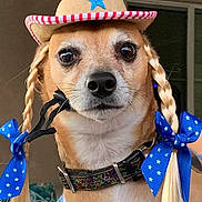 Sheldon is registered to the contest to win money with this photo: animal, blue, braids, brown, closeup, collar, costume, cute, dog, expression, face, funny, hat, indoor, looking, pet, portrait, ribbons, star, white