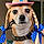 Sheldon