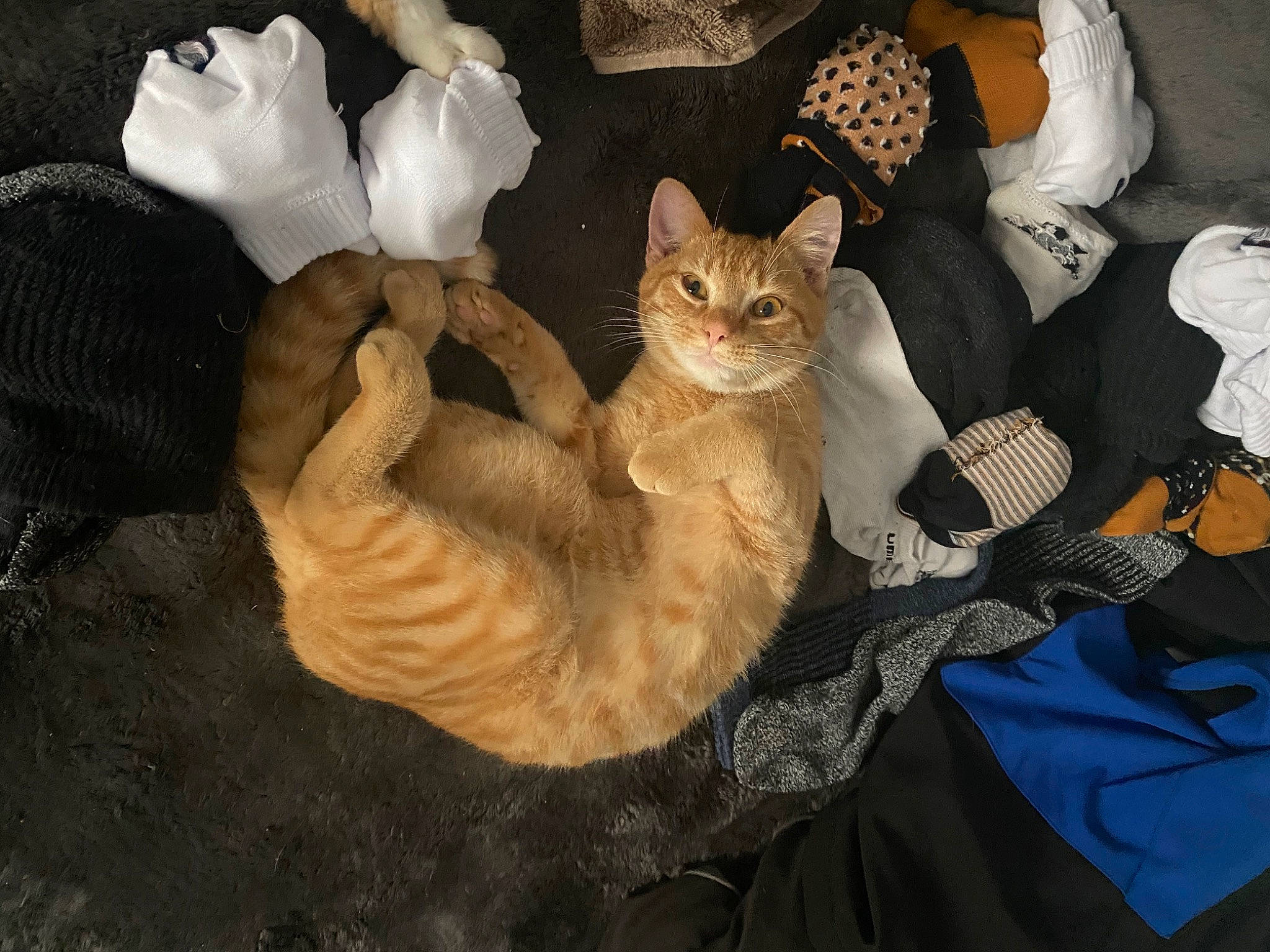 Krokmou participe au concours pour gagner de l'argent avec cette photo : basket, carnivore, cat, cat_bed, cat_supply, comfort, domestic_short_haired_cat, fawn, felidae, fur, linens, nap, paw, small_to_medium_sized_cats, tail, tree, whiskers