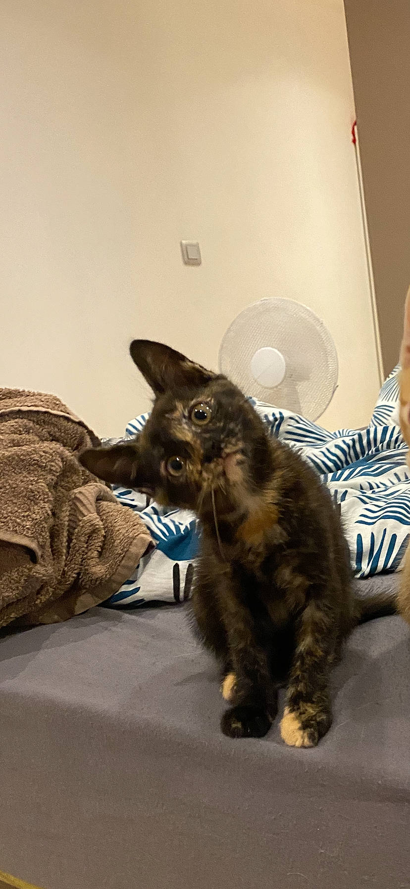 Tyna a rejoint le concours — aidez-le/la à gagner de superbes lots ! black_cat, canidae, carnivore, cat, claw, comfort, domestic_short_haired_cat, ear, felidae, fur, gesture, paw, room, sitting, small_to_medium_sized_cats, snout, tail, whiskers