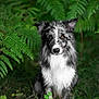 Oslo a rejoint le concours — aidez-le/la à gagner de superbes lots ! dog, border_collie, animal, pet, fur, black_and_white, forest, nature, greenery, fern, grass, outdoor, canine, portrait, sitting, eyes, wildlife, mammal, flora, leaf