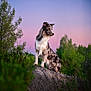 Oslo a rejoint le concours — aidez-le/la à gagner de superbes lots ! dog, rock, sunset, nature, outdoor, trees, greenery, animal, scenery, landscape, fur, sky, canine, wildlife, majestic, peaceful, serene, standing, portrait, twilight
