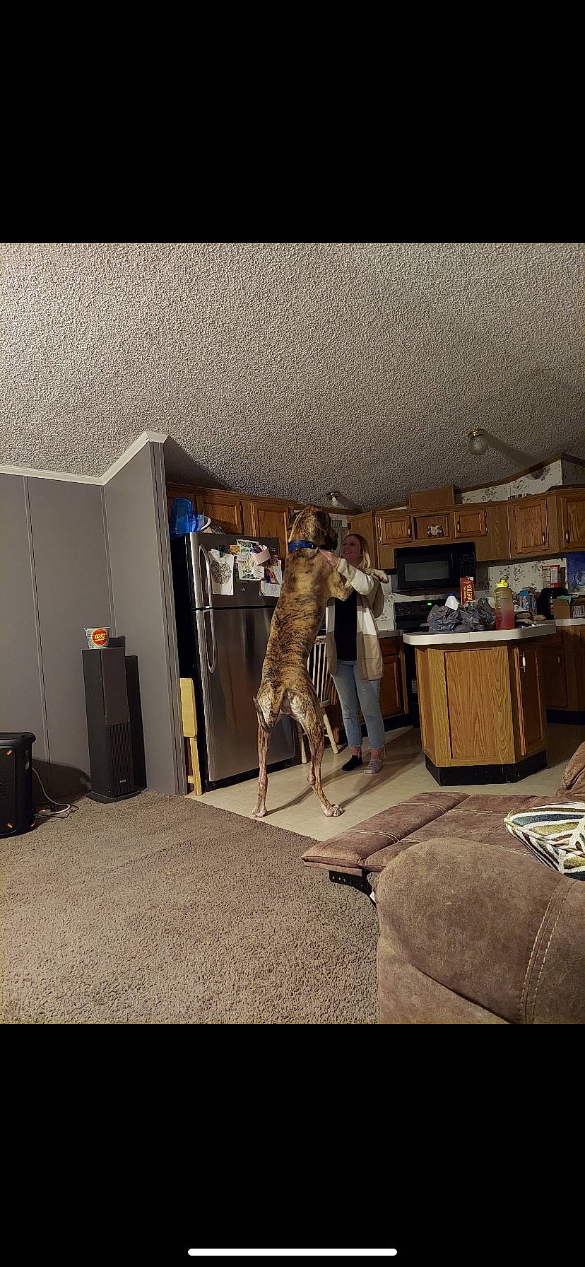 Mufasa joined the competition — help win amazing prizes! audio_equipment, bookcase, ceiling, chair, couch, fawn, felidae, floor, flooring, fur, interior_design, living_room, machine, metal, room, skeleton, television, tripod, visual_arts, wood