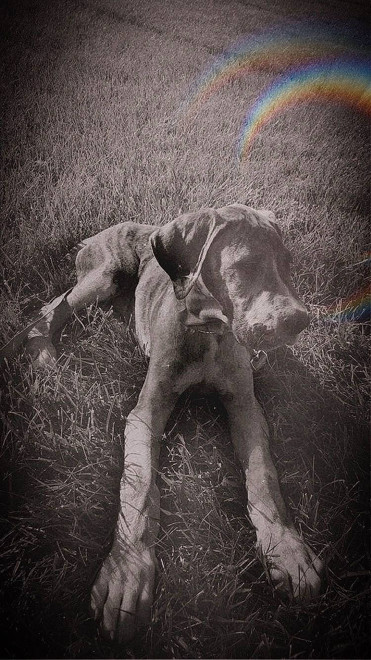 Mufasa is registered to the contest to win money with this photo: adaptation, art, astronomical_object, circle, darkness, dog, dog_breed, grass, grassland, human_leg, landscape, organism, painting, people_in_nature, rainbow, sky, soil, terrestrial_animal, visual_arts, working_animal