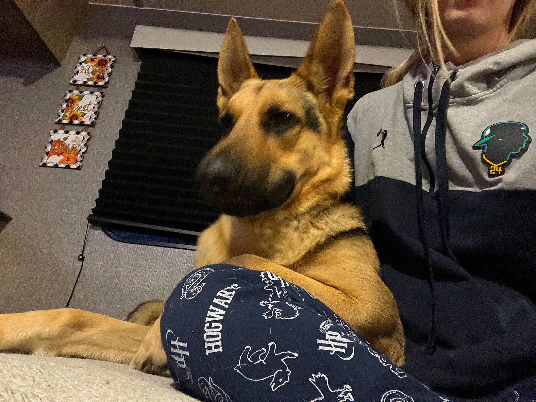 Aiko is registered to the contest to win money with this photo: canidae, carnivore, comfort, companion_dog, dog, dog_breed, east_european_shepherd, fawn, flooring, foot, fur, german_shepherd_dog, guard_dog, herding_dog, king_shepherd, snout, sporting_group, terrestrial_animal, whiskers, working_dog