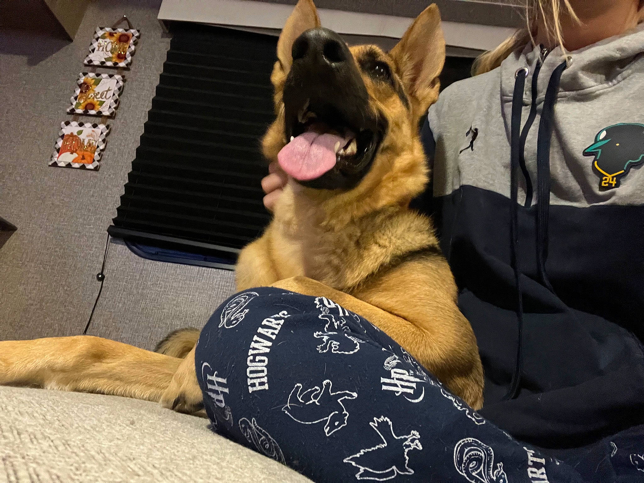 Aiko joined the competition — help win amazing prizes! canidae, carnivore, comfort, companion_dog, dog, dog_breed, dog_supply, fawn, flooring, foot, fur, german_shepherd_dog, guard_dog, human_leg, paw, snout, sporting_group, thigh, whiskers, working_dog