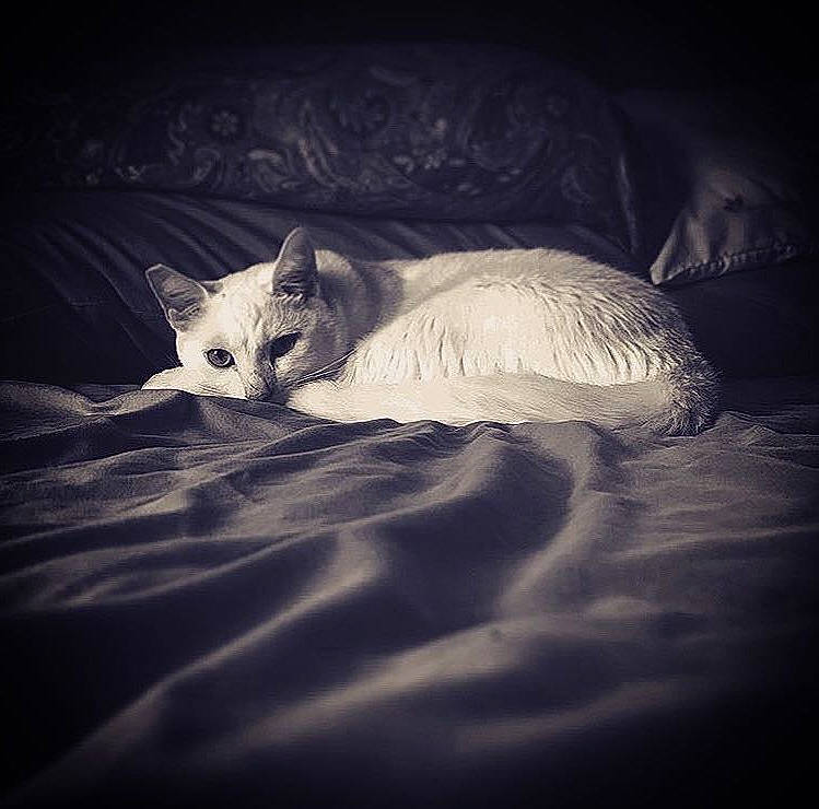 Snowball is registered to the contest to win money with this photo: art, bed, bedding, carnivore, cat, cloud, comfort, eye, felidae, flash_photography, fur, grey, linens, paw, sky, small_to_medium_sized_cats, snout, tail, tints_and_shades, whiskers