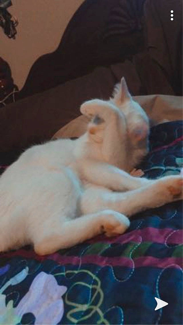 Snowball joined the competition — help win amazing prizes! carnivore, cat, child, comfort, companion_dog, dog_breed, fawn, felidae, fur, human_leg, lap, linens, nail, pattern, paw, plaid, small_to_medium_sized_cats, tail, tartan, whiskers