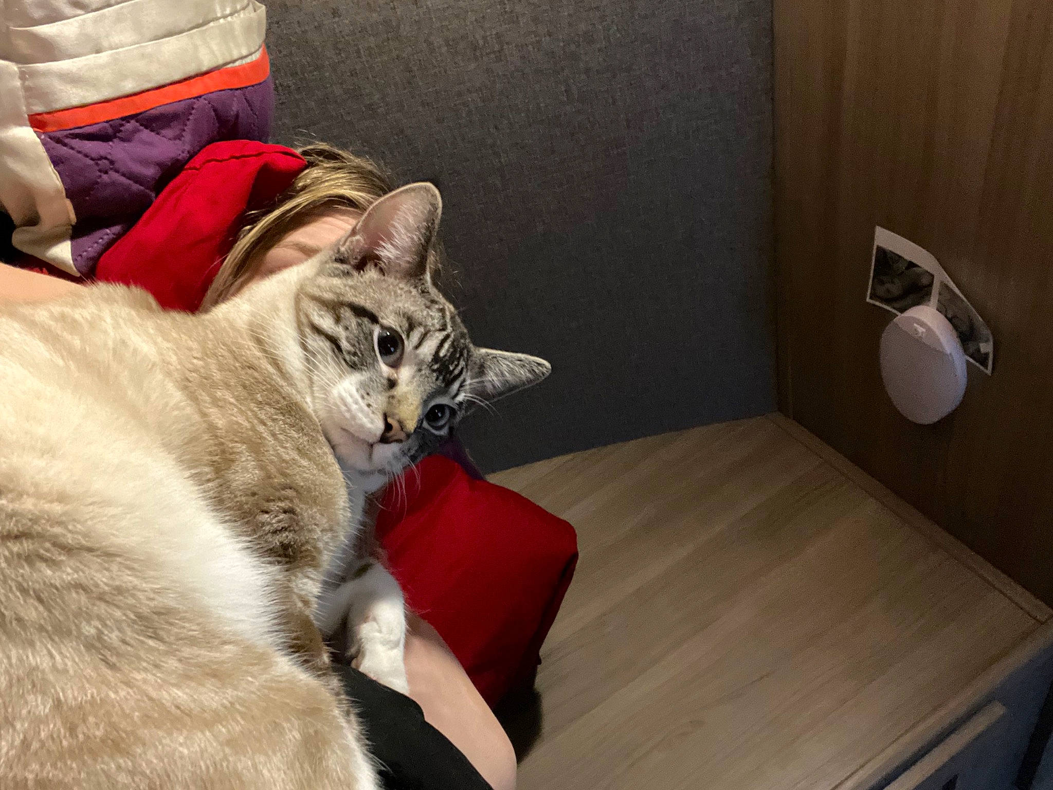 Theo joined the competition — help win amazing prizes! carnivore, cat, comfort, couch, domestic_short_haired_cat, felidae, flooring, fur, grey, hardwood, linens, nap, paw, room, sitting, small_to_medium_sized_cats, table, tail, whiskers, wood