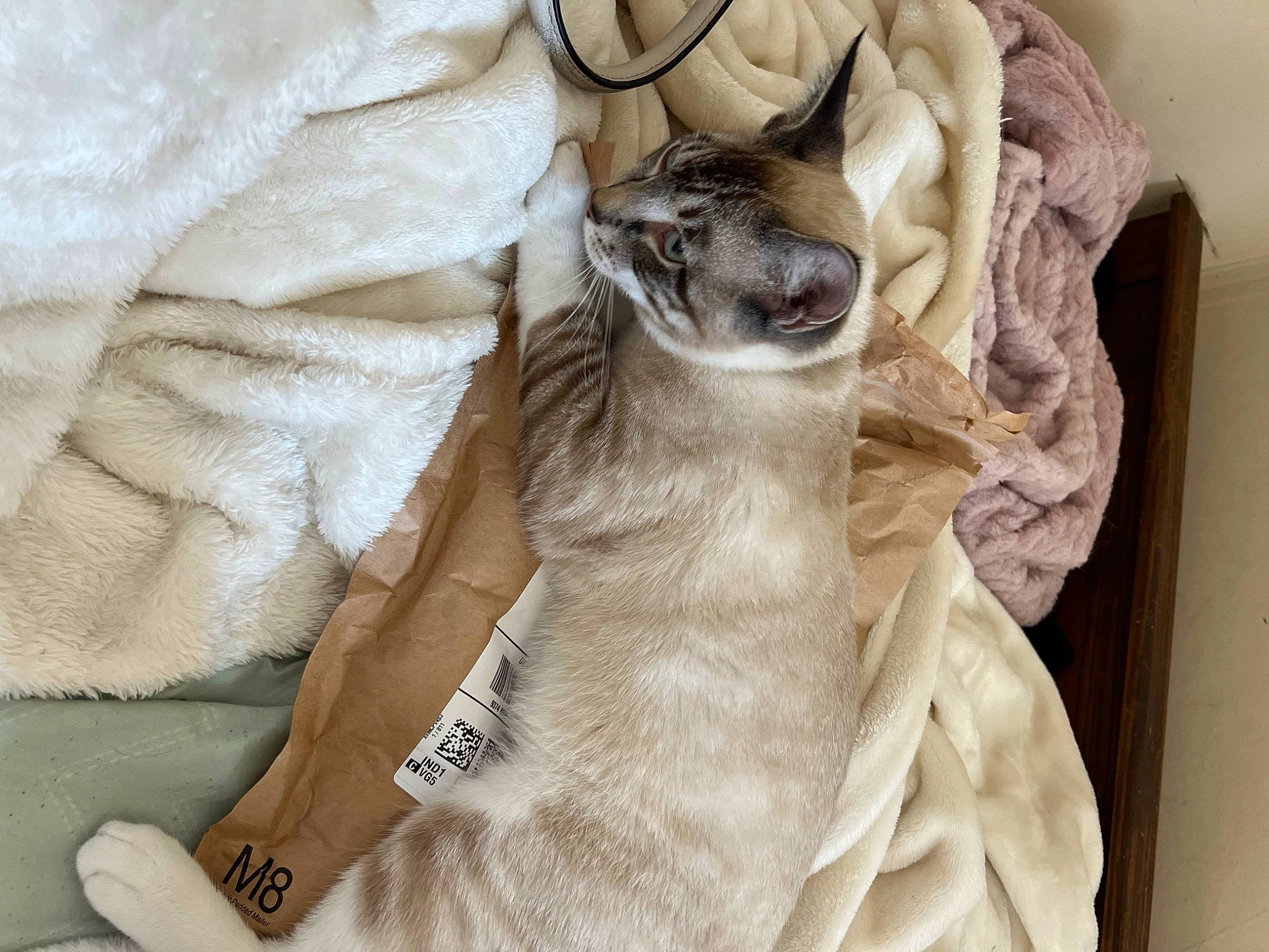 Theo joined the competition — help win amazing prizes! beige, canidae, carnivore, cat, comfort, companion_dog, dog_breed, domestic_short_haired_cat, fawn, felidae, fur, grey, linens, nap, paw, small_to_medium_sized_cats, tail, textile, whiskers, wood