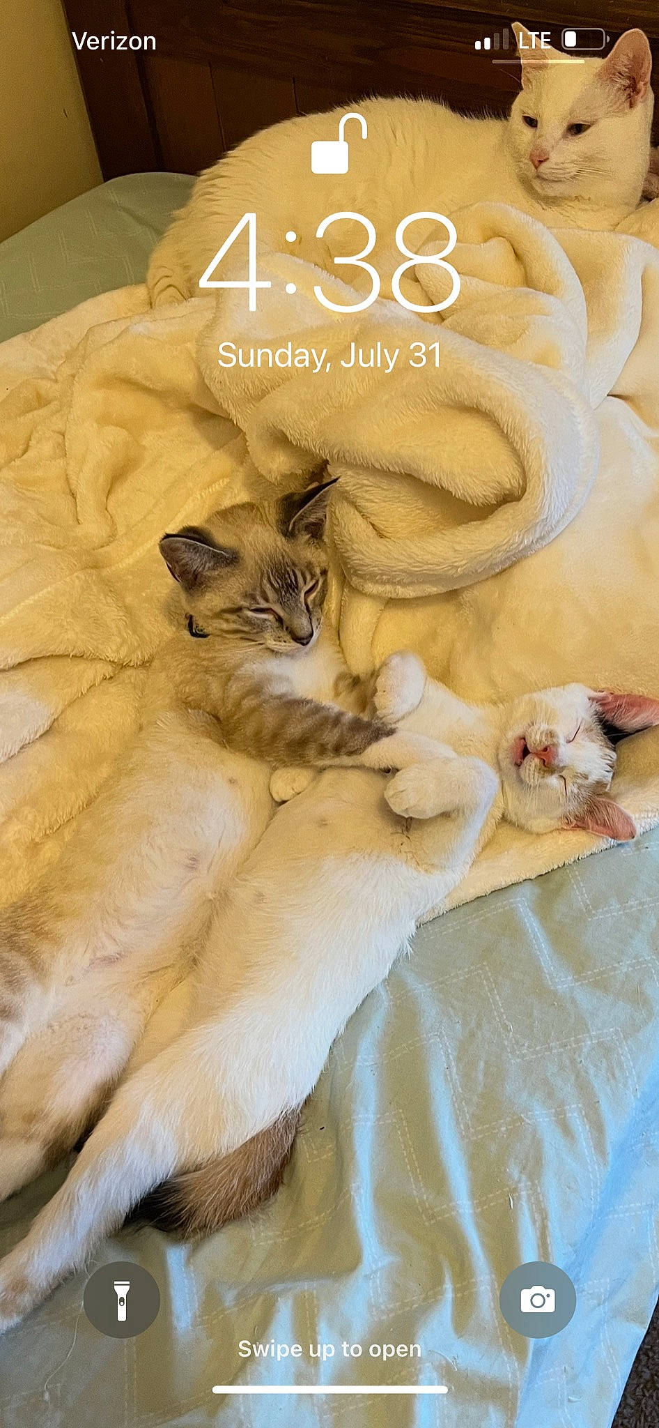 Theo joined the competition — help win amazing prizes! big_cats, carnivore, cat, fashion_accessory, fawn, felidae, font, fur, jewellery, linens, paw, petal, photo_caption, plant, small_to_medium_sized_cats, tail, terrestrial_animal, textile, whiskers, wildlife