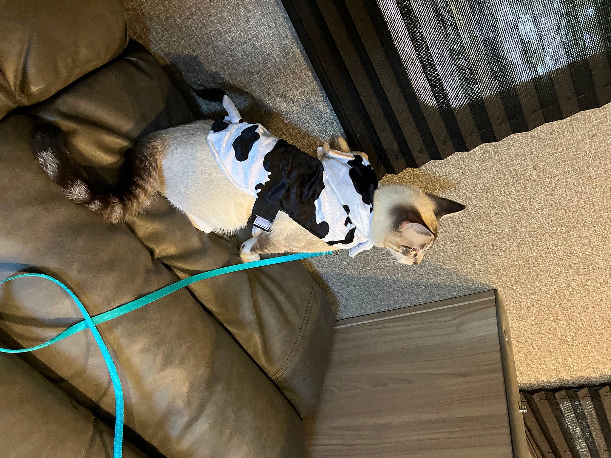 Theo is registered to the contest to win money with this photo: canidae, carnivore, comfort, companion_dog, couch, dog, dog_breed, fawn, felidae, hardwood, linens, mammal, room, small_to_medium_sized_cats, sporting_group, tail, textile, vertebrate, window, wood