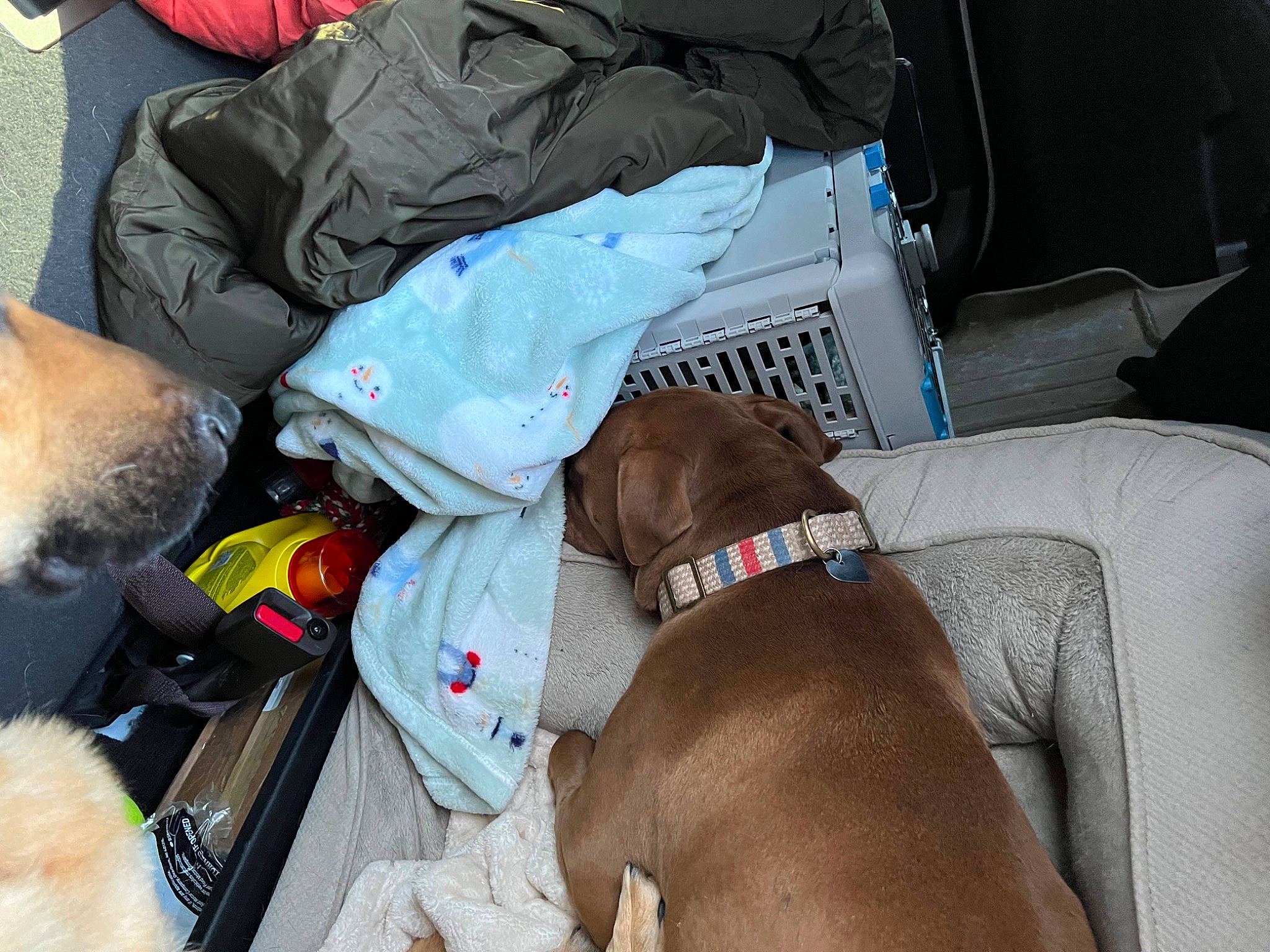 Sienna is registered to the contest to win money with this photo: auto_part, bag, canidae, car_seat, carnivore, collar, comfort, companion_dog, dog, dog_breed, dog_collar, dog_supply, fashion_accessory, fawn, liver, luggage_and_bags, pet_supply, snout, sporting_group, working_animal