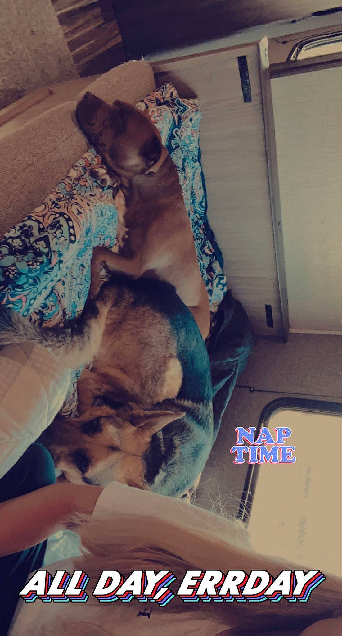 Sienna joined the competition — help win amazing prizes! canidae, carnivore, cloud, comfort, companion_dog, dog_breed, fawn, felidae, font, fur, happy, paw, small_to_medium_sized_cats, snout, sporting_group, tail, thigh, toy_dog, visual_arts, whiskers