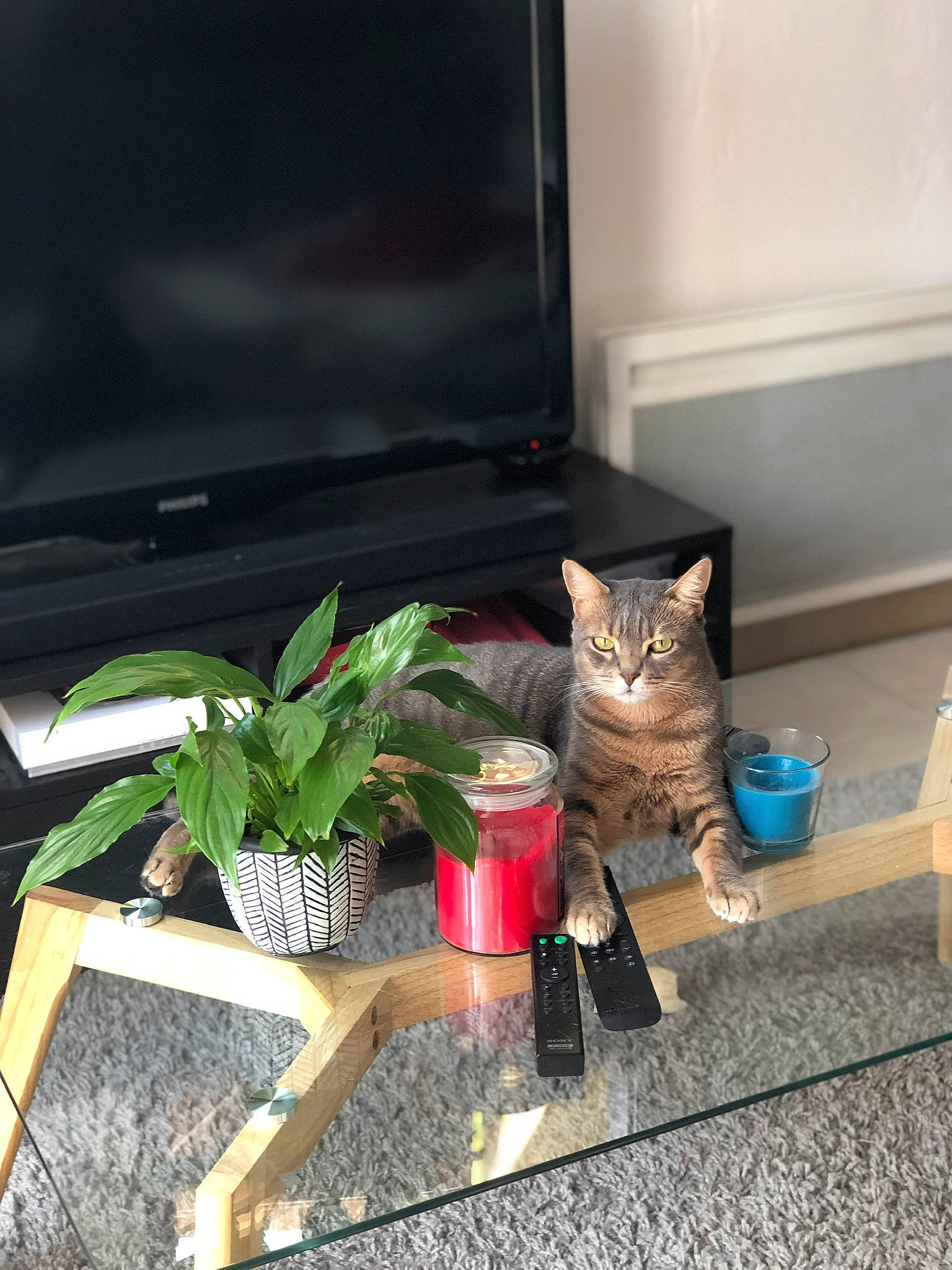 Nouba a rejoint le concours — aidez-le/la à gagner de superbes lots ! carnivore, cat, felidae, flooring, flowerpot, houseplant, human_leg, living_room, mammal, plant, room, sitting, small_to_medium_sized_cats, table, tail, textile, tints_and_shades, whiskers, window, wood