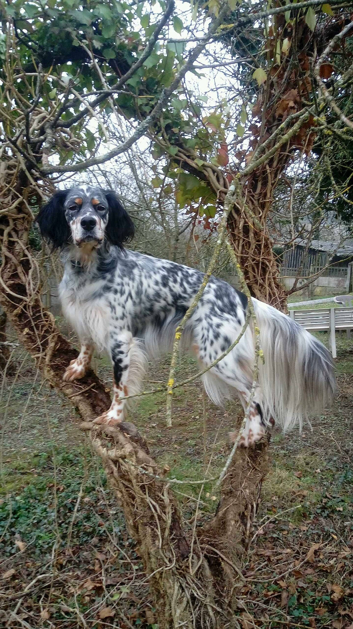 Nina participe au concours pour gagner de l'argent avec cette photo : canidae, carnivore, companion_dog, dog, dog_breed, grass, gun_dog, hunting_dog, plant, spaniel, sporting_group, terrestrial_animal, terrestrial_plant, tree, twig, working_dog