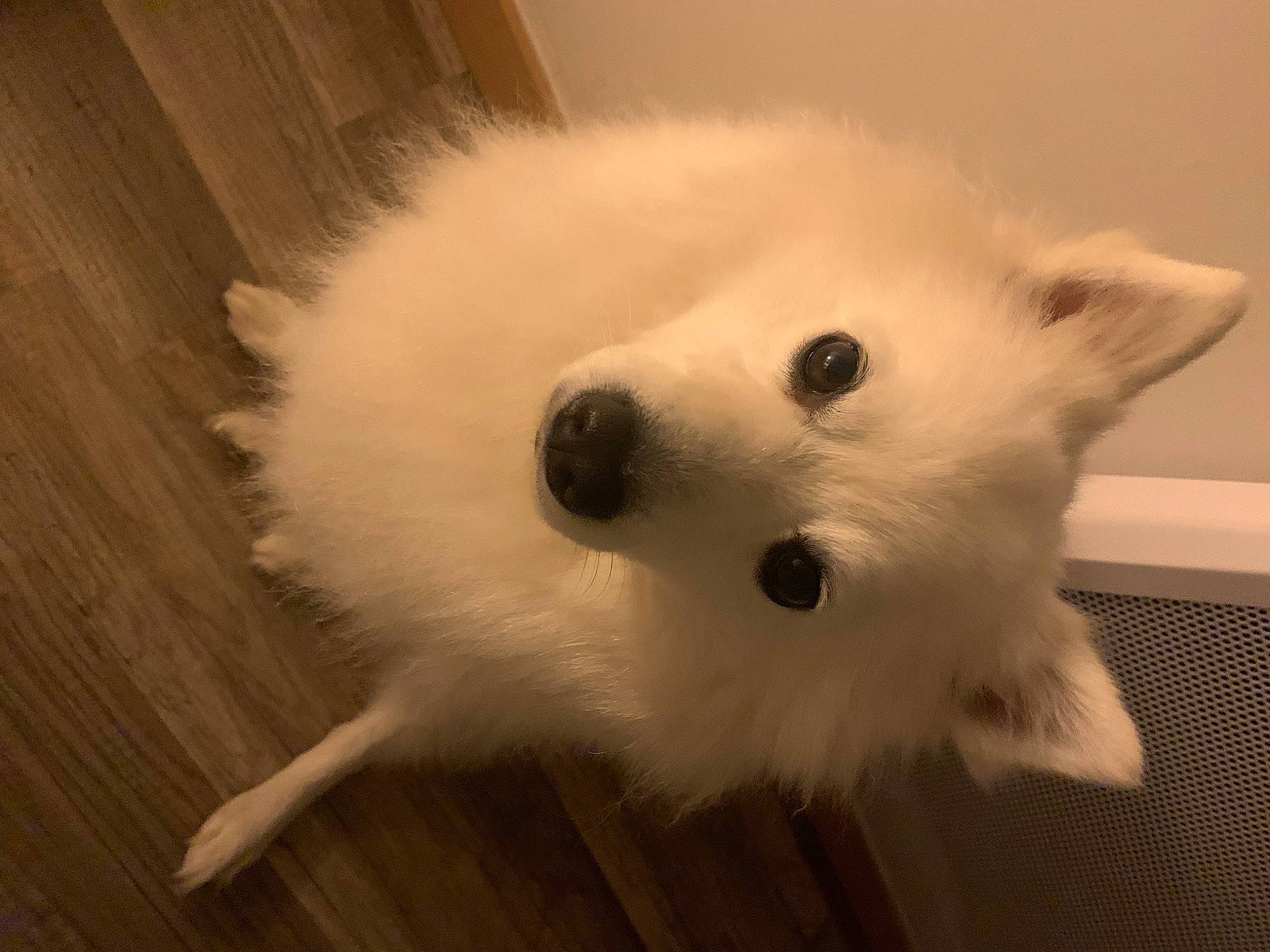 Harry a rejoint le concours — aidez-le/la à gagner de superbes lots ! american_eskimo_dog, carnivore, companion_dog, dog, dog_breed, fawn, fur, german_spitz, german_spitz_mittel, hardwood, japanese_spitz, samoyed, snout, spitz, sporting_group, varnish, volpino_italiano, whiskers, wood, working_animal