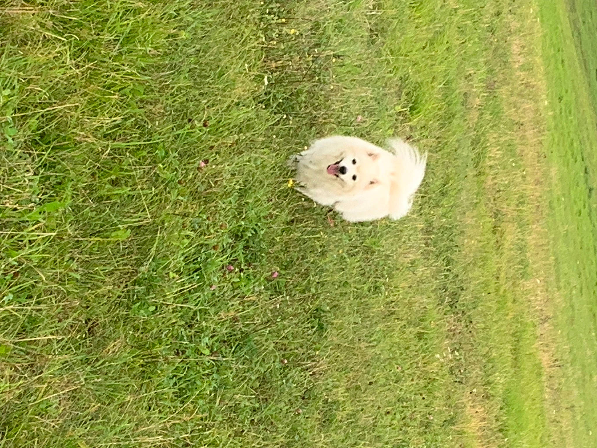 Harry participe au concours pour gagner de l'argent avec cette photo : ball, canidae, carnivore, companion_dog, dog, dog_breed, fawn, field, grass, grassland, groundcover, landscape, lawn, meadow, pasture, people_in_nature, plant, prairie, shrub, tree