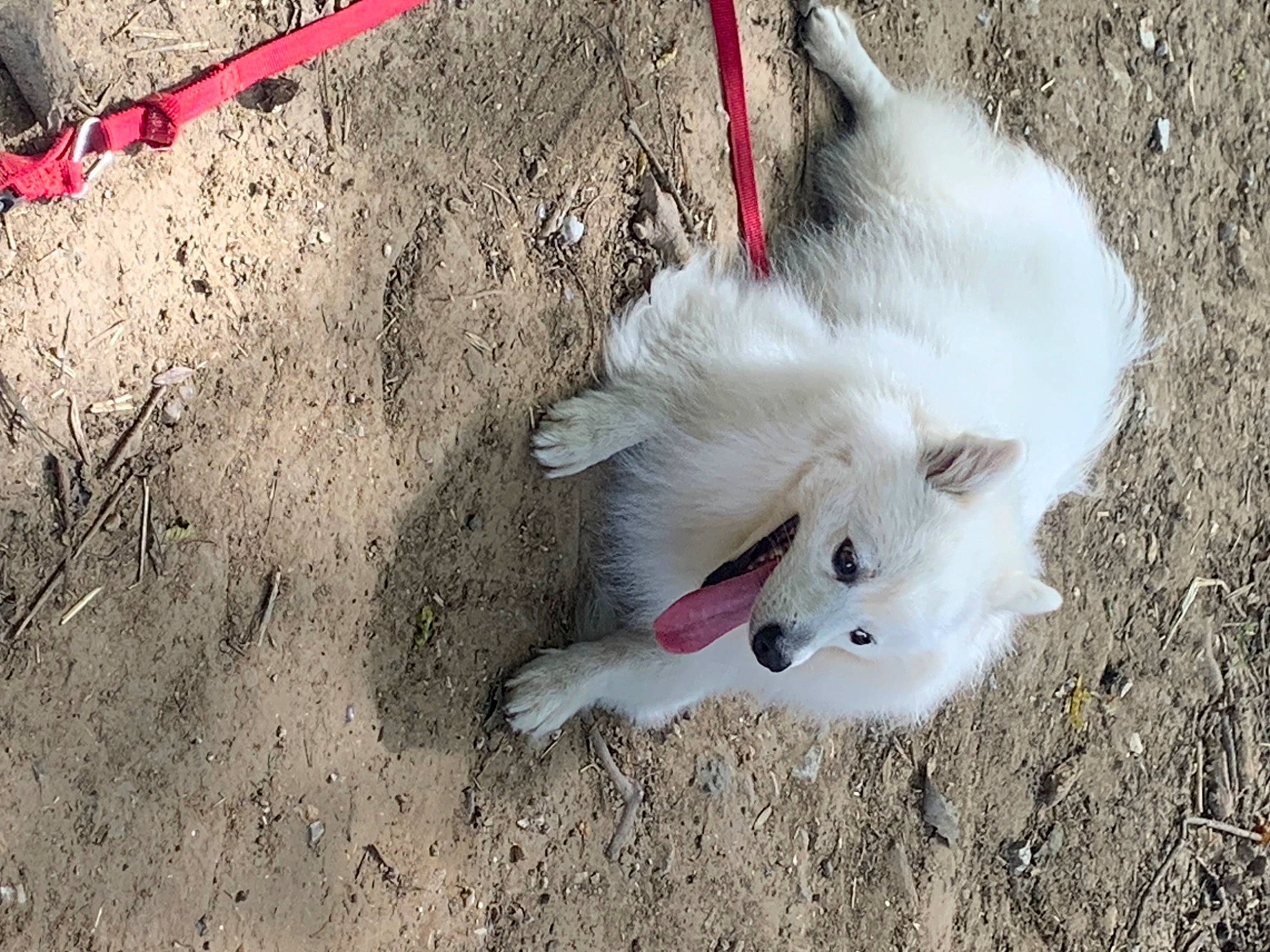 Harry participe au concours pour gagner de l'argent avec cette photo : american_eskimo_dog, canidae, carnivore, collar, companion_dog, dog, dog_breed, fawn, felidae, fur, indian_spitz, japanese_spitz, sand, small_to_medium_sized_cats, snout, soil, spitz, sporting_group, tail, whiskers