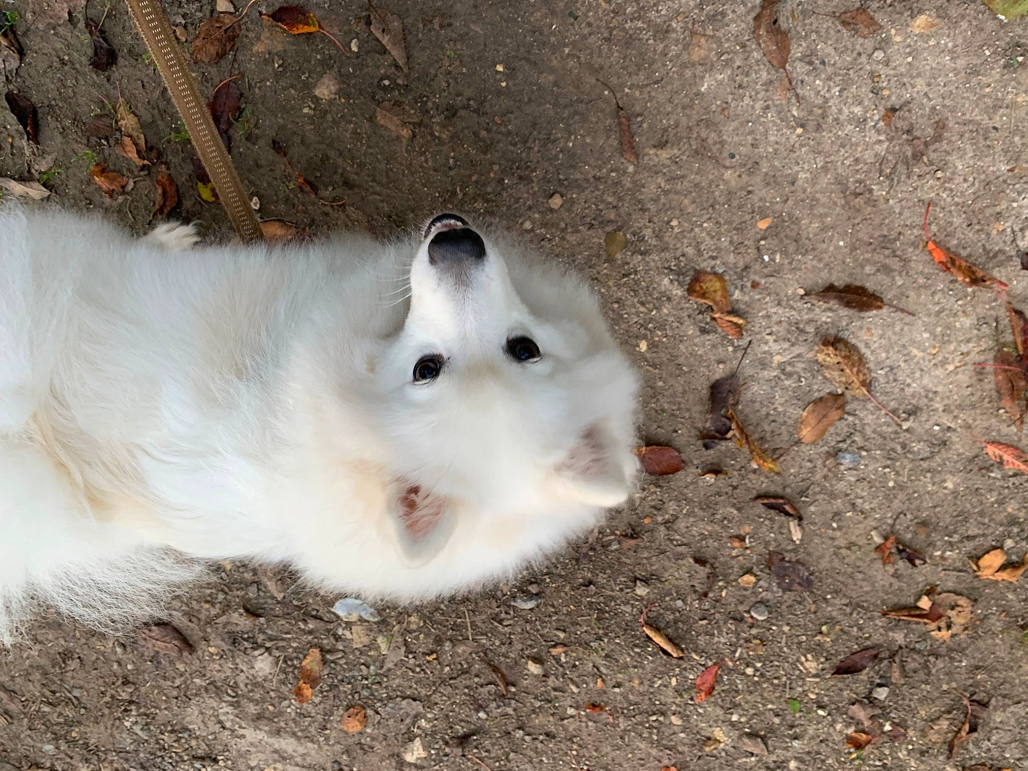 Harry participe au concours pour gagner de l'argent avec cette photo : canidae, dog_breed, domestic_rabbit, fur, large_white, mammal, rabbit, rabbits_and_hares, snout, soil, terrestrial_animal, whiskers