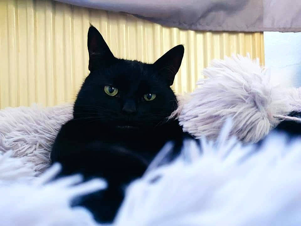 Salem participe au concours pour gagner de l'argent avec cette photo : black_cat, carnivore, cat, claw, comfort, domestic_short_haired_cat, eye, felidae, fur, grey, mammal, paw, small_to_medium_sized_cats, snout, tail, textile, tree, whiskers, window, winter