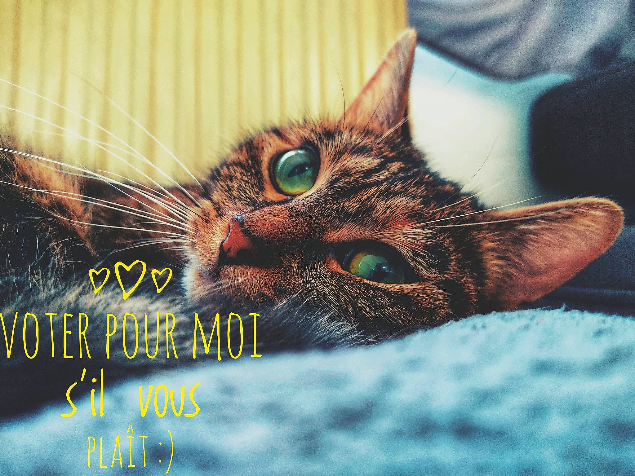 Kira a rejoint le concours — aidez-le/la à gagner de superbes lots ! carnivore, cat, claw, close_up, domestic_short_haired_cat, eye, felidae, font, fur, grass, happy, head, iris, organism, paw, photo_caption, small_to_medium_sized_cats, snout, whiskers, wildlife