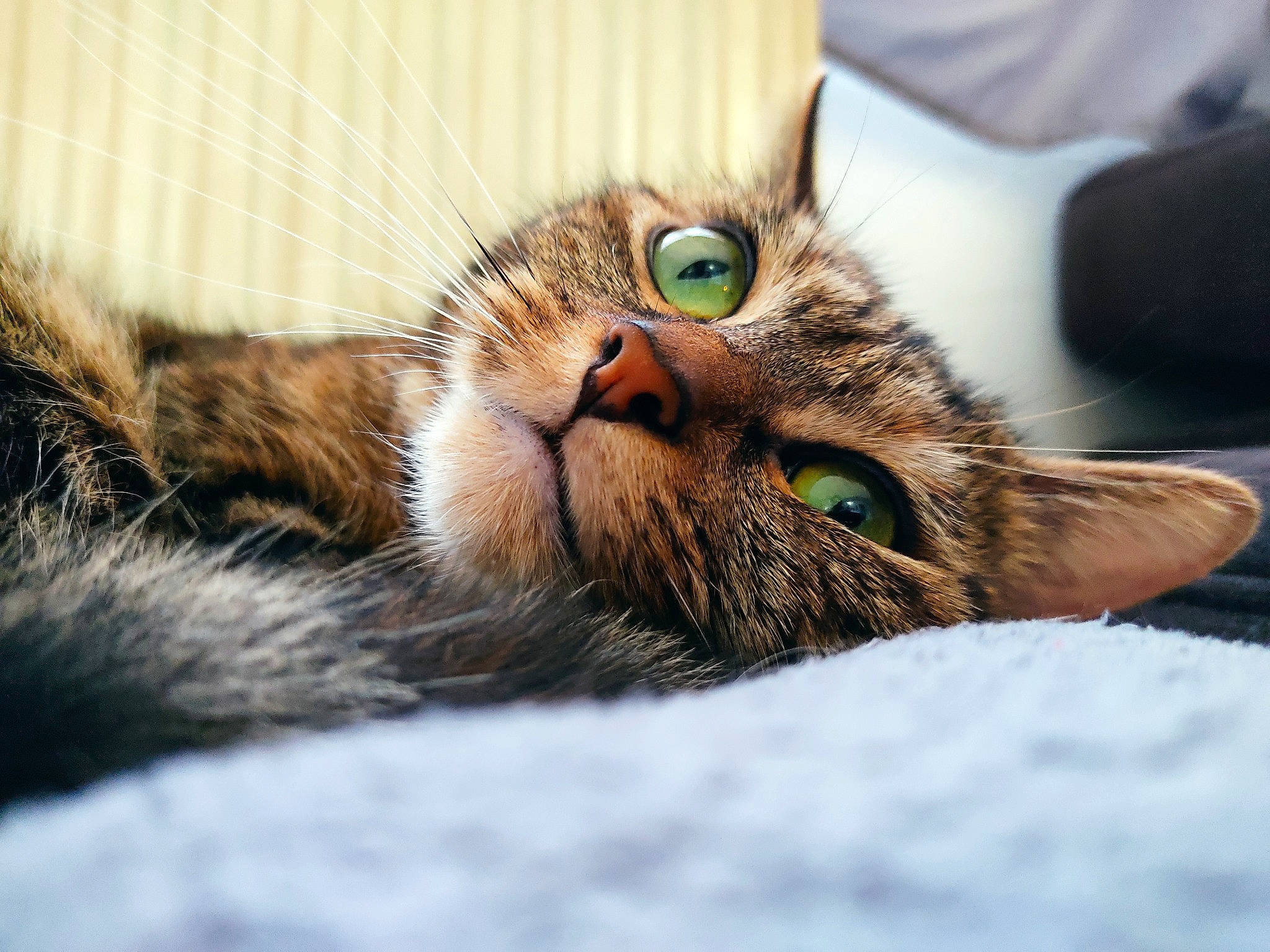 Kira participe au concours pour gagner de l'argent avec cette photo : carnivore, cat, claw, comfort, domestic_short_haired_cat, ear, eyelash, felidae, fur, iris, macro_photography, paw, sleep, small_to_medium_sized_cats, snout, terrestrial_animal, whiskers, wildlife