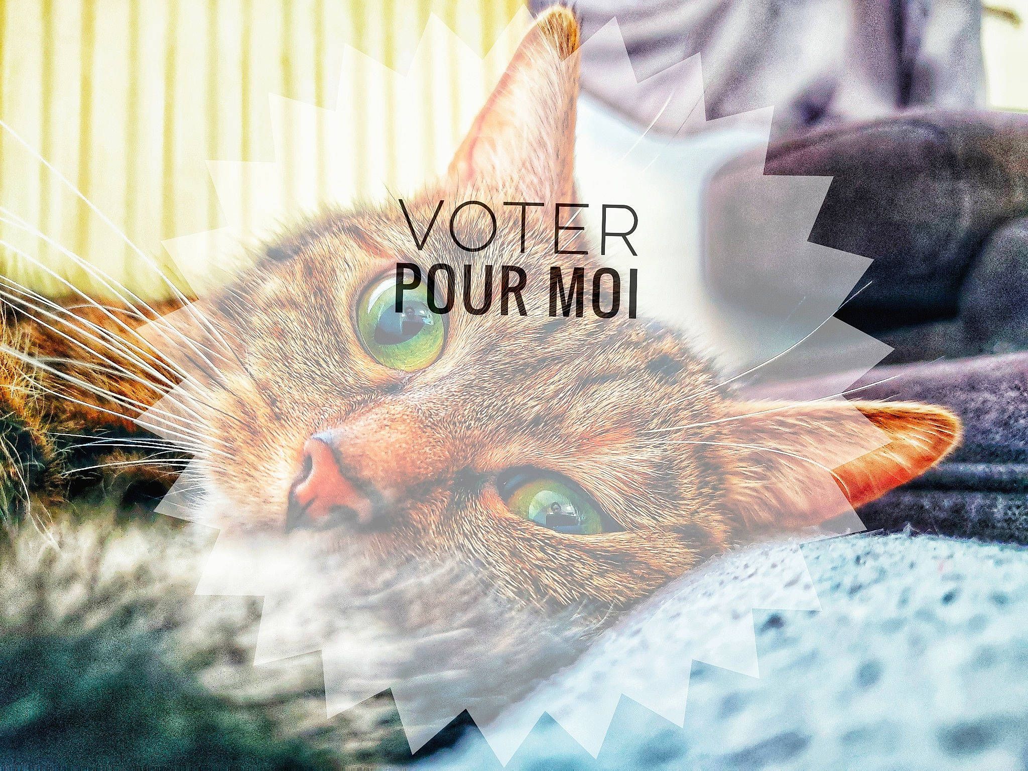 Kira a rejoint le concours — aidez-le/la à gagner de superbes lots ! art, carnivore, cat, domestic_short_haired_cat, fashion_accessory, fawn, feather, felidae, font, fur, grass, happy, paw, photo_caption, plant, small_to_medium_sized_cats, snout, tail, whiskers, wing