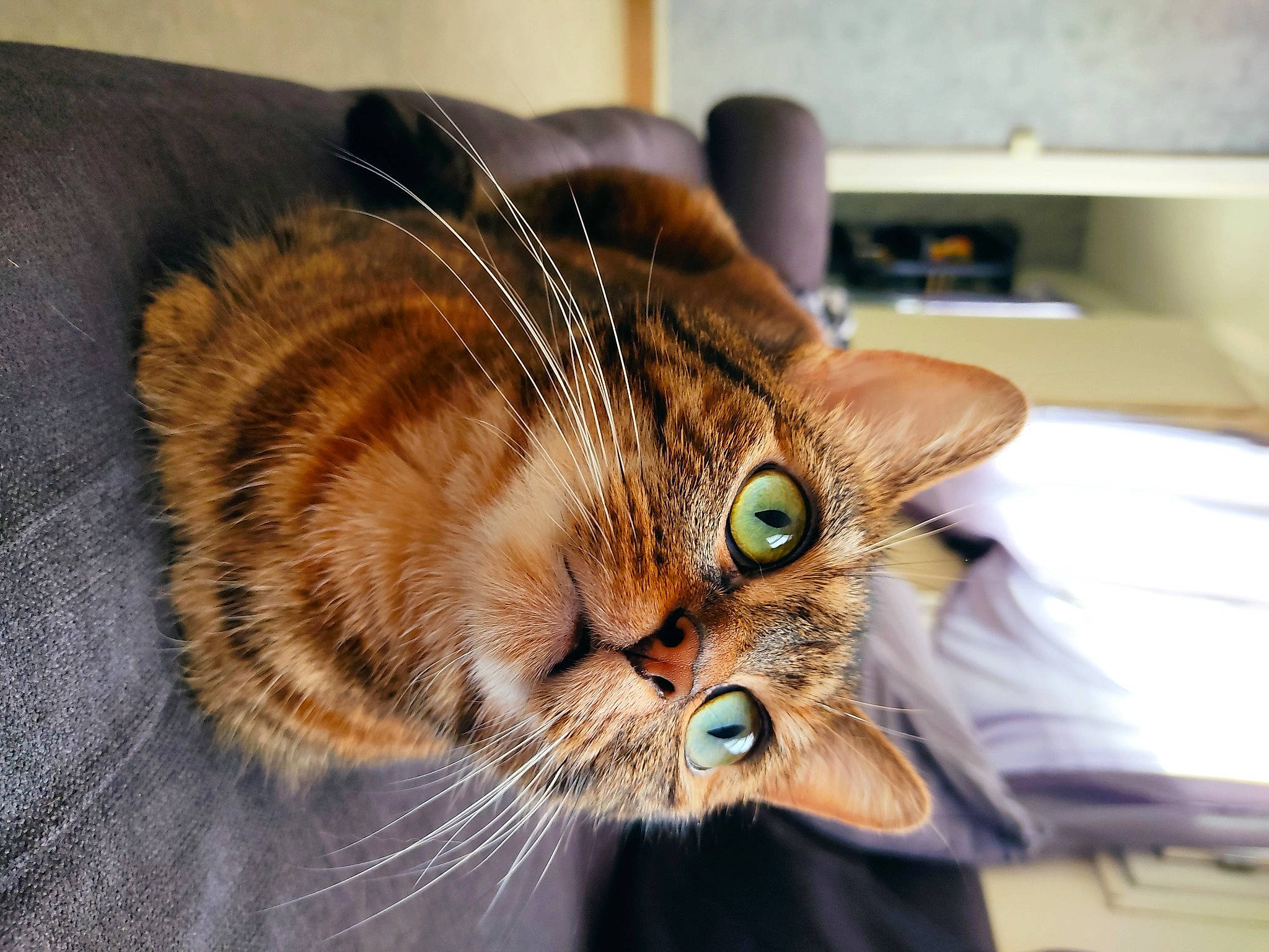 Kira participe au concours pour gagner de l'argent avec cette photo : carnivore, cat, claw, comfort, computer_keyboard, domestic_short_haired_cat, ear, fawn, felidae, fur, small_to_medium_sized_cats, snout, tree, whiskers