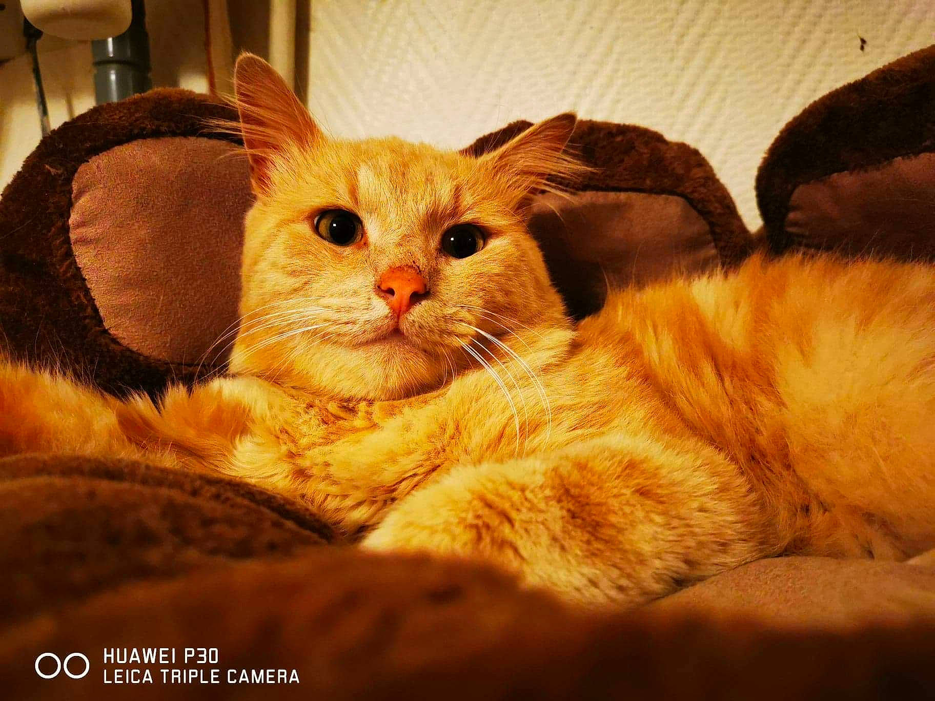 Pattenrond participe au concours pour gagner de l'argent avec cette photo : asian, carnivore, cat, ear, european_shorthair, eye, fawn, felidae, fur, kitten, maine_coon, mammal, photo_caption, small_to_medium_sized_cats, snout, tabby_cat, whiskers