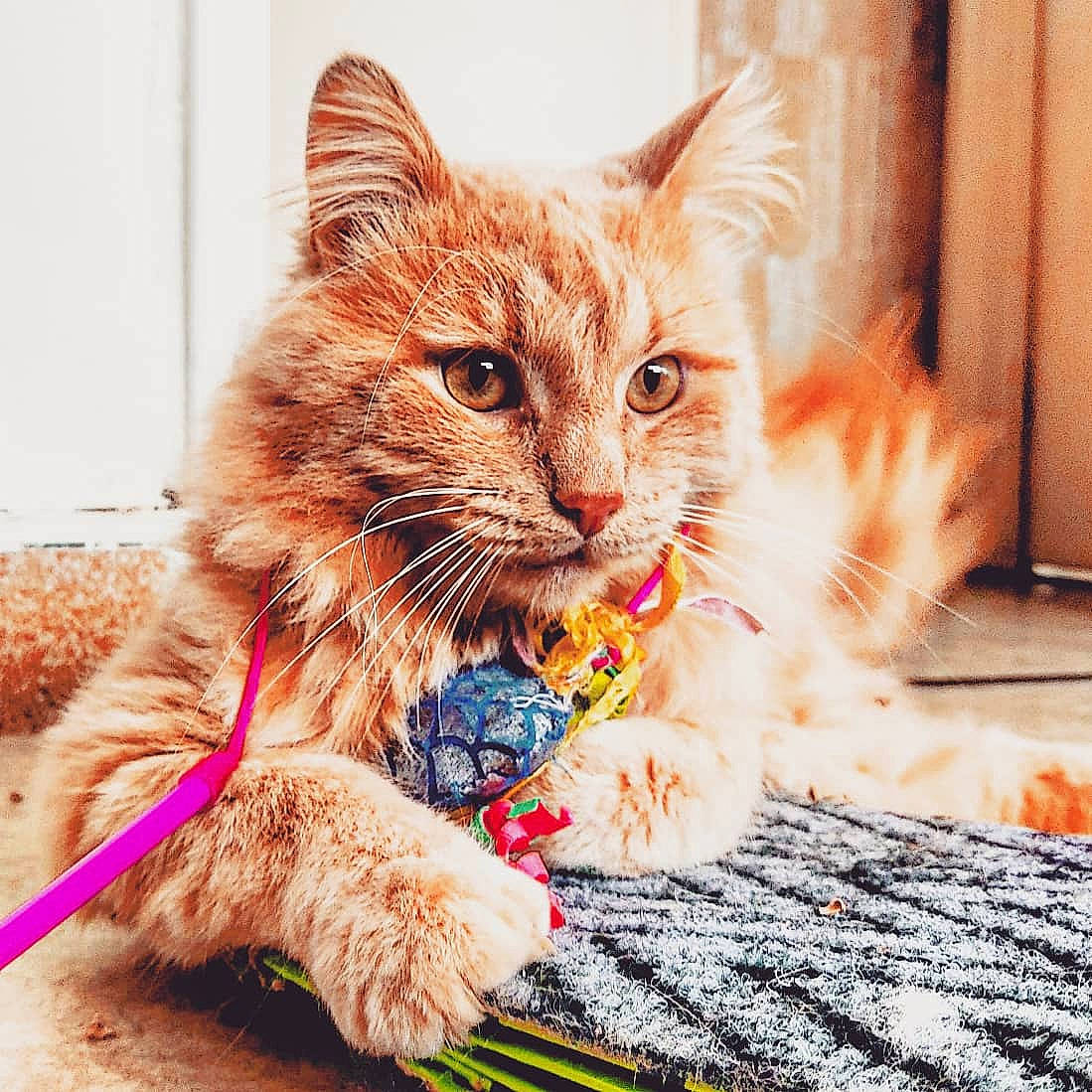 Pattenrond participe au concours pour gagner de l'argent avec cette photo : art, box, carnivore, cat, claw, domestic_short_haired_cat, fawn, felidae, flooring, fur, paw, photo_caption, play, sitting, small_to_medium_sized_cats, snout, tail, whiskers, wildlife, window